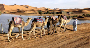 Par:  AlArab-tv.com-avec AFP Des lacs asséchés du désert marocain se sont reformés après de rares pluies torrentielles qui se sont abattues en septembre sur le sud-est du pays, un retour des eaux qui soulage les habitants de la région. Dans la localité touristique de Merzouga, à 600 kilomètres au sud-est de la capitale Rabat, le paysage s’est métamorphosé. Des lacs et étangs, à sec depuis des années, parsèment à nouveau les dunes de sable doré. « Les pluies sont arrivées à un moment critique où l’eau se faisait rare. Elles ont permis de faire revivre notre patrimoine naturel et de soulager la demande en eau de la population« , se réjouit Karim Saddoq, un habitant de Mezrouga. « Nous sommes extrêmement heureux des dernières pluies« , s’exclame Youssef Aït Chiga, un habitant de la région et guide qui accompagnait un groupe de touristes allemands venus voir le lac Yasmina. Ce bassin, au pied des dunes de Merzouga, ne s’est pas rempli depuis près de 20 ans, selon des témoignages sur place. Le Maroc subit de plein fouet une grave sécheresse qui dure depuis six ans. L’année 2023 a été la plus sèche depuis 80 ans, avec un déficit pluviométrique de 48%, selon un rapport de la Direction générale de la météorologie (DGM) publié en octobre. Mais en septembre, des régions du sud et du sud-est du royaume ont été frappées de manière inédite par de violentes averses orageuses et des inondations qui ont fait au moins 28 morts. Ces zones désertiques et semi-arides ont été touchées par un phénomène climatique « exceptionnel » de remontée « inhabituelle » du front intertropical vers le nord, selon la DGM. « Tout laisse à croire que c’est un signe du changement climatique. Mais il est difficile de trancher à ce stade car il faut effectuer des études d’attribution. Il est donc impératif de donner le temps nécessaire à la recherche« , explique à l’AFP Fatima Driouech, scientifique spécialisée dans le climat. « Changement climatique » A l’échelle locale, ces pluies rares ont permis de relever les niveaux de certains barrages et de réalimenter, du moins partiellement, des nappes phréatiques, bien qu’un retour à la normale nécessite des pluies prolongées, selon des experts. A une quarantaine de kilomètres au sud du lac Yasmina, l’eau est également de retour à Erg Znaigui et dans d’autres localités désertiques. « Le retour de l’eau a complétement changé les paysages« , observe Karim Saddoq, qui travaille dans le secteur touristique.