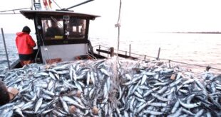 Par- alarabtv Les débarquements de la pêche côtière et artisanale au niveau du port de Dakhla ont atteint 5.723 tonnes (T) à fin février dernier, en baisse de 5% par rapport à la même période de l’année précédente, selon l’Office national des pêches (ONP).