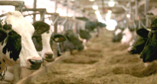 France: un nouveau foyer de dermatose bovine relance les inquiétudes